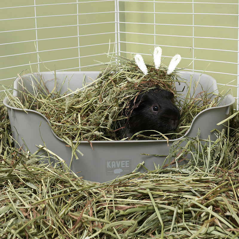 un cochon d'inde noir dans un bac à litière gris Kavee recouvert d'une montagne de foin dans une cavy cage
