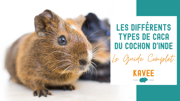 Les Différents Types d’Excréments du Cochon d'Inde