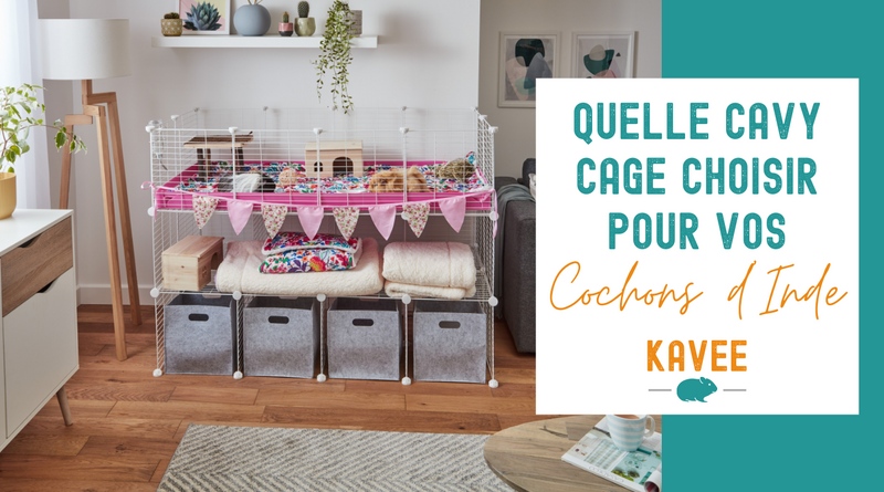 quelle cavy cage choisir pour mes cochons d'inde kavee