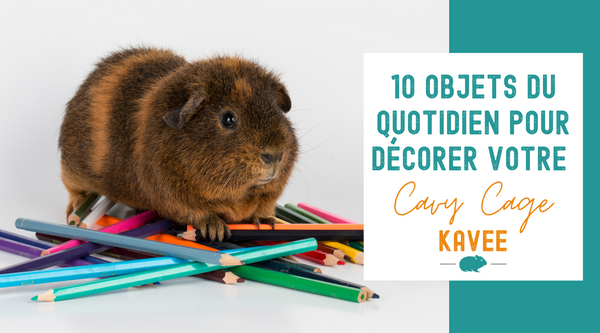 comment decorer sa cavy cage 10 objets du quotidien pour decorer sa cavy cage kavee france cochon d'inde