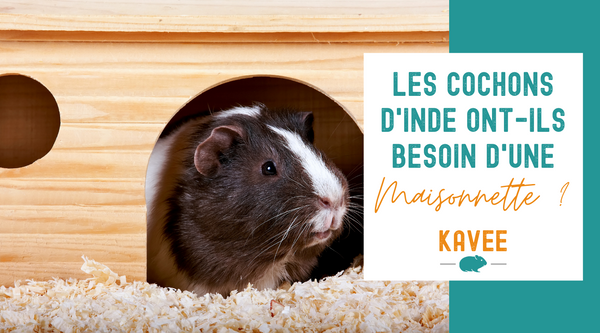 les cochons d'inde ont ils besoin d'une maisonnette cachette dans leur cage kavee