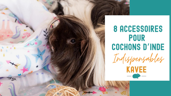 8 Accessoires Indispensables Pour Cochons D'Inde