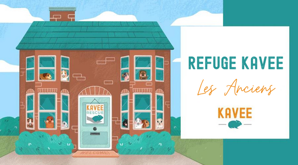Rencontrez les Anciens du Refuge Kavee pour Cochons d'Inde !