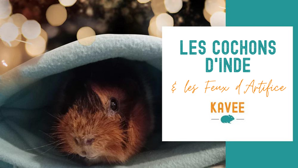 Protéger ses Cochons d'Inde Pendant la Période des Feux d'Artifice