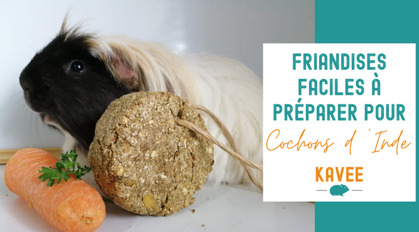 Recette de Friandises Maison pour Cochons d'Inde - 4 Ingrédients Seulement !
