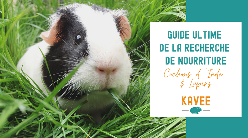 cochon d'inde qui mange des plantes sauvages dehors