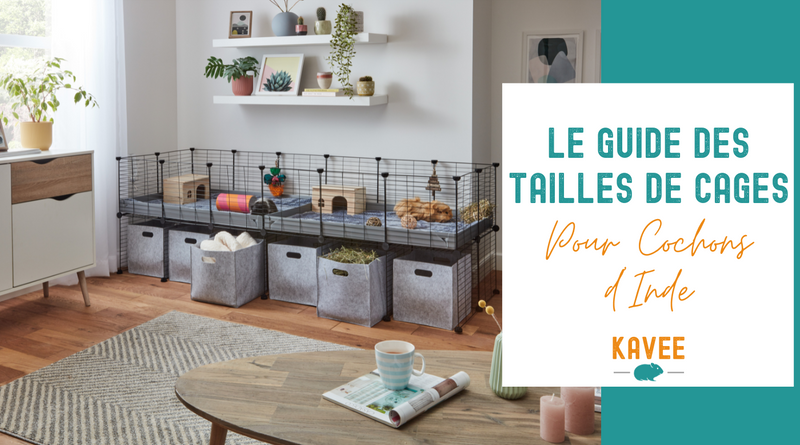 Le Guide des Tailles de Cages pour Cochons d'Inde