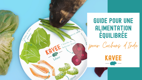 Guide pour une Alimentation Équilibrée pour les Cochons d'Inde