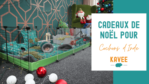 Cadeaux de Noël pour Cochons d'Inde