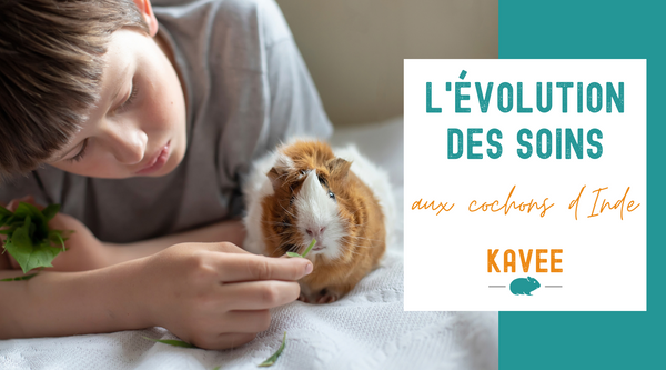 L'évolution des soins aux cochons d'Inde