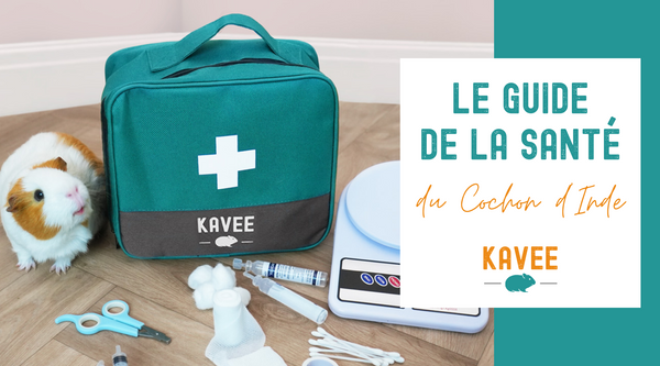 Le guide ultime de la santé du cochon d'Inde