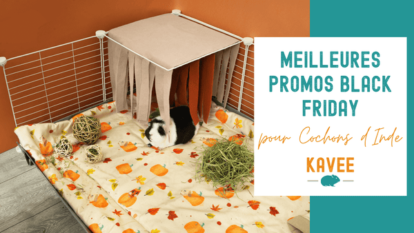 Meilleures Promos Black Friday pour Cochons d'Inde