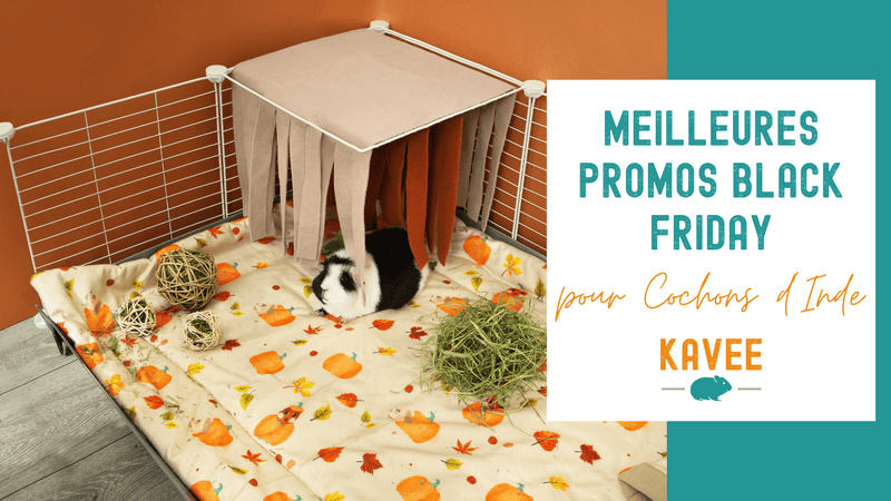 Meilleures Promos Black Friday pour Cochons d'Inde