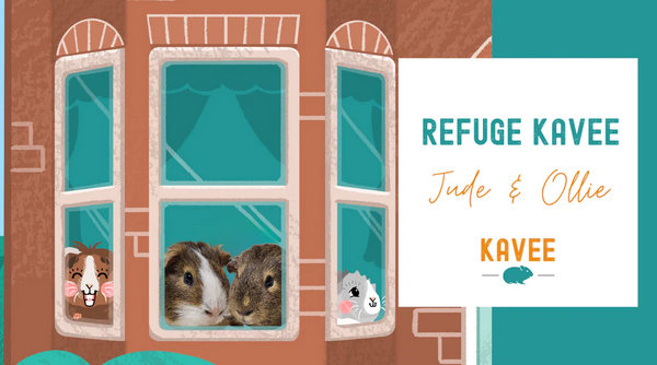 Comment le Refuge Kavee a Changé La Vie de ces Cochons d’Inde | Jude & Ollie