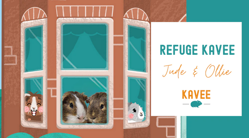 Comment le Refuge Kavee a Changé La Vie de ces Cochons d’Inde | Jude & Ollie