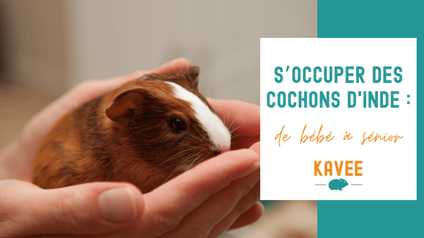 S’occuper des cochons d'Inde : de bébé à sénior