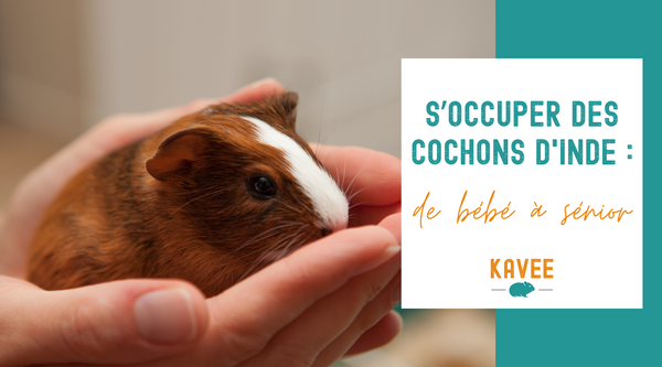 S’occuper des cochons d'Inde : de bébé à sénior