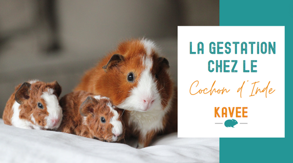 titre article de blog Kavee la gestation chez le cochon d'Inde