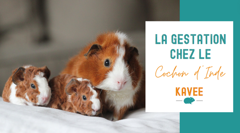 titre article de blog Kavee la gestation chez le cochon d'Inde