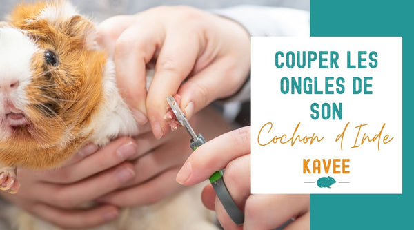 comment couper les ongles de son cochon d'inde