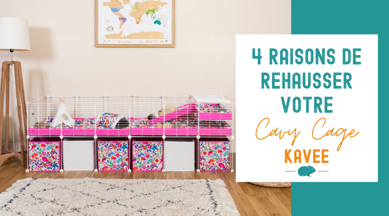 4 raisons d'ajouter un rehausseur a votre cavy cage