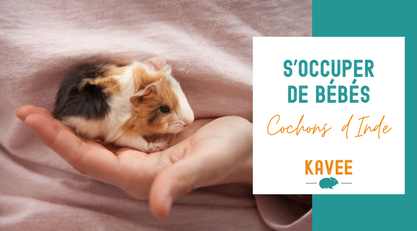 un bébé cochon d'inde dans une main