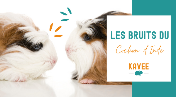 Le Guide Ultime des Bruits et Sons du Cochon d'Inde