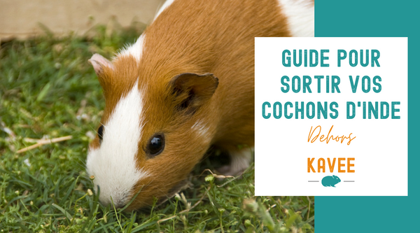Guide Ultime pour Sortir vos Cochons d'Inde Dehors