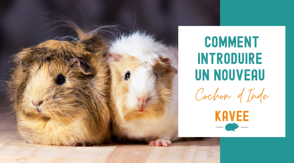 Comment Introduire un Nouveau Cochon d'Inde : le guide ultime pour une cohabitation réussie