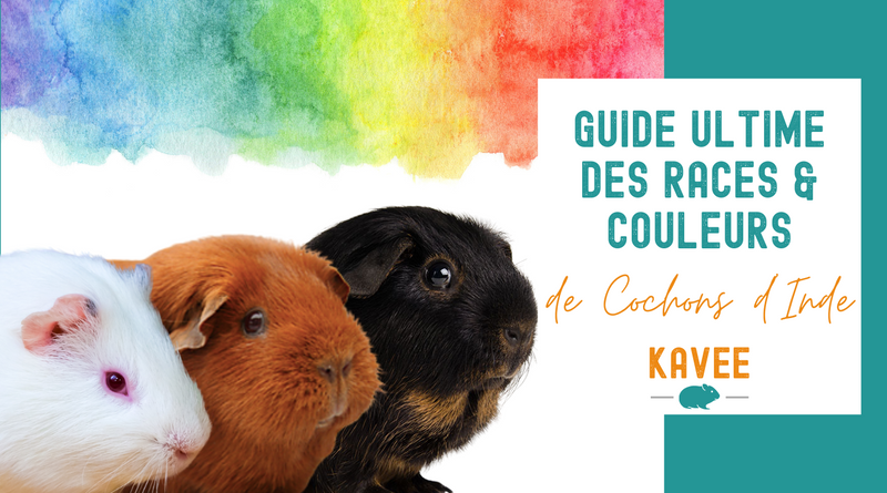 Le Guide Ultime des Races, Couleurs et Marquages des Cochons d'Inde