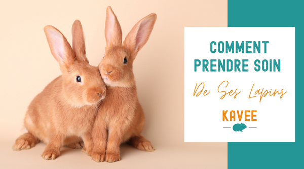 Guide des Soins aux Lapins : Tout ce qu'il faut savoir