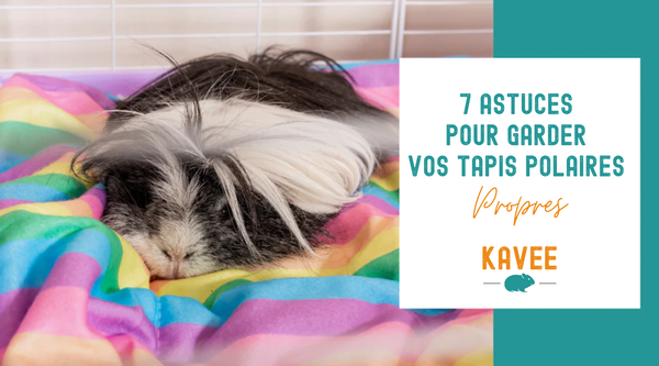 7 Astuces pour Garder vos Tapis Polaires pour Cochons d'Inde Propres Plus Longtemps