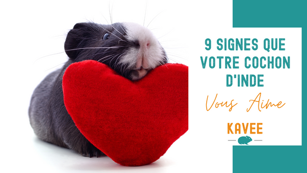 9 Signes Que Votre Cochon d'Inde Vous Aime