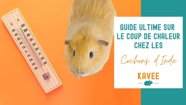 Guide ultime sur le coup de chaleur chez les cochons d'inde