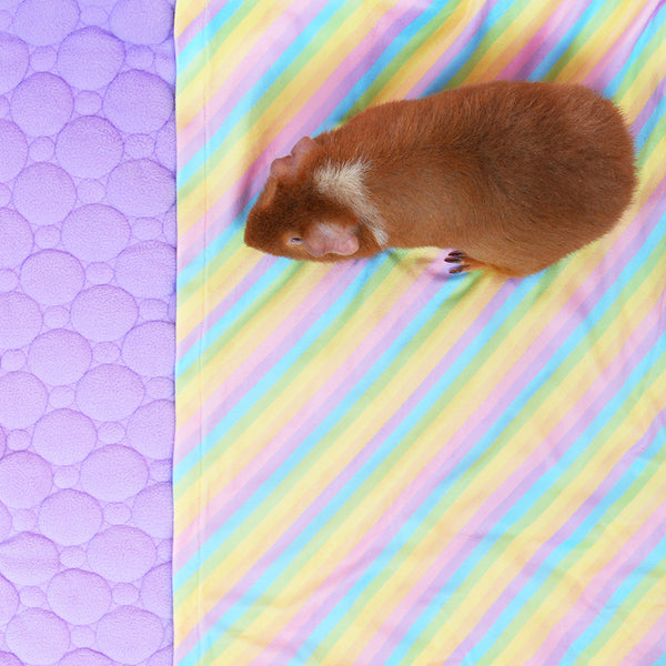 Tapis Polaire Premium pour Cochons d’Inde | Arc-en-ciel