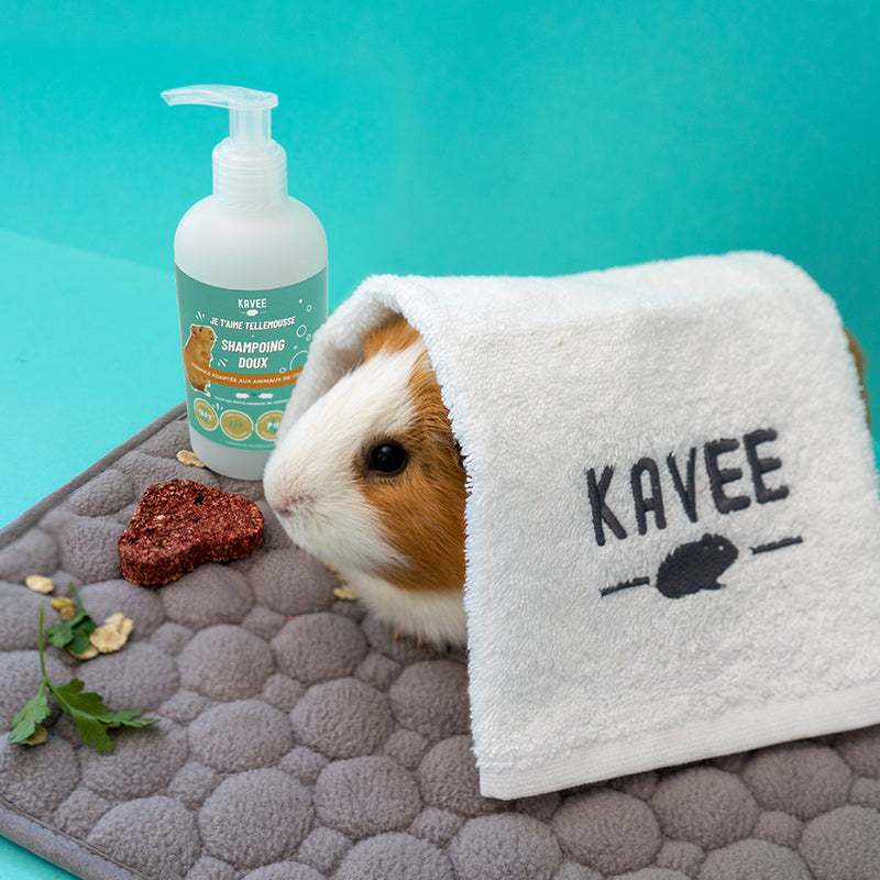 Un cochon d'inde sur un tapis avec la serviette Kavee sur le dos et le shampoing Kavee à coté sur fond bleu