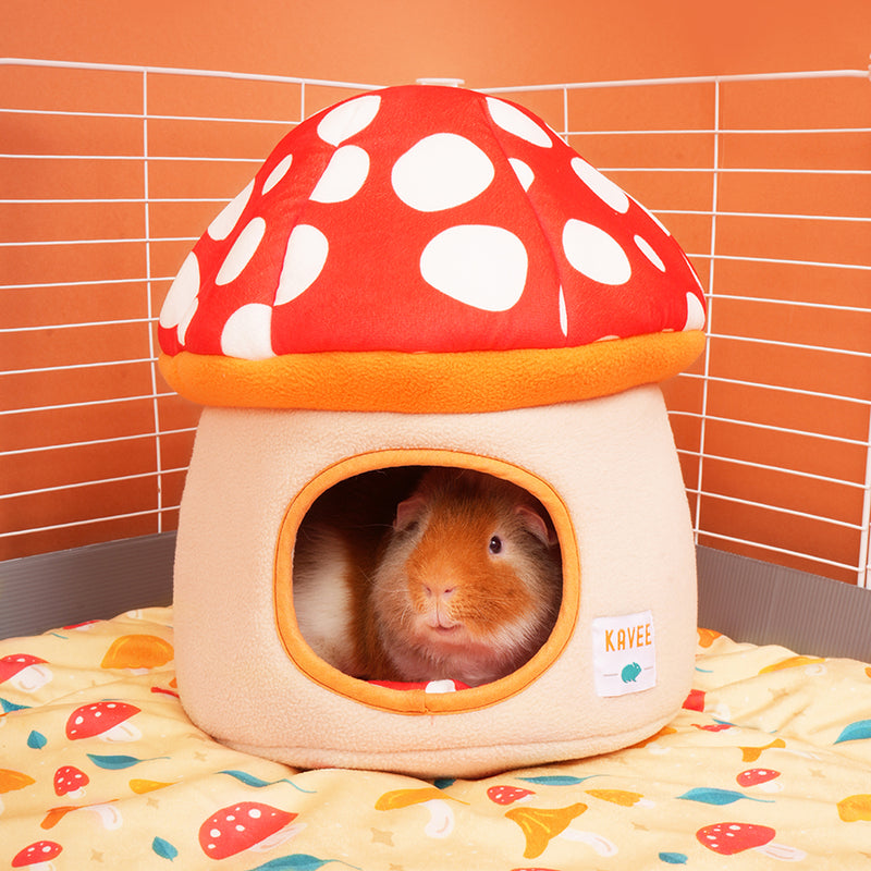 Pack Cage Champignon