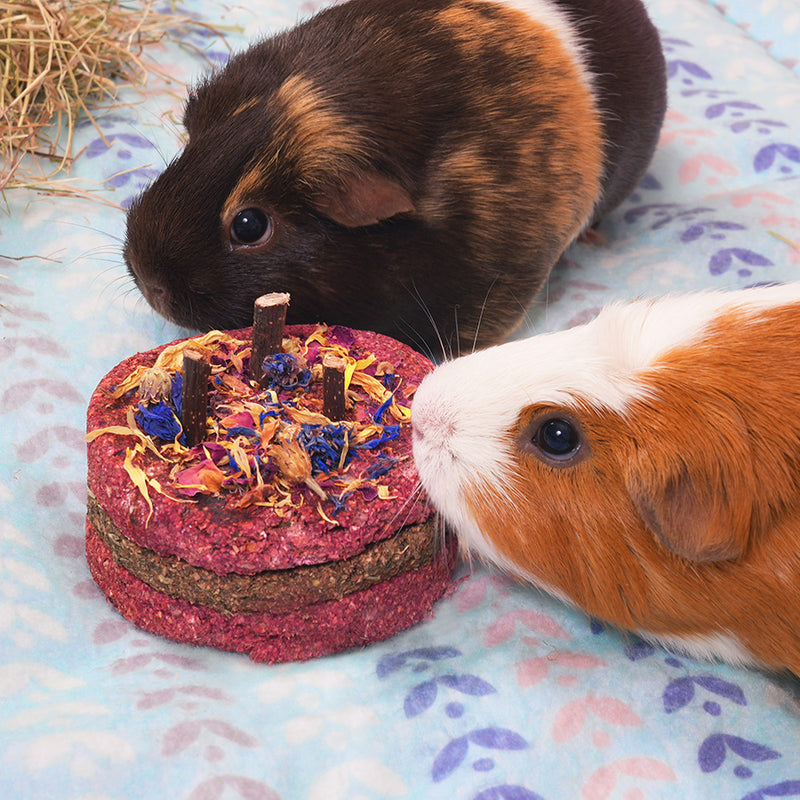 2 cochons d'Inde sur un tapis polaire avec leur gâteau de fête de la marque Kavee