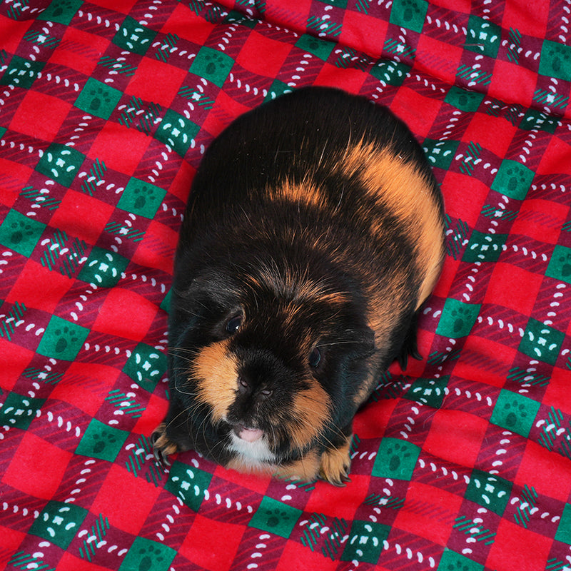 Tapis Polaire | Merry Pigmas