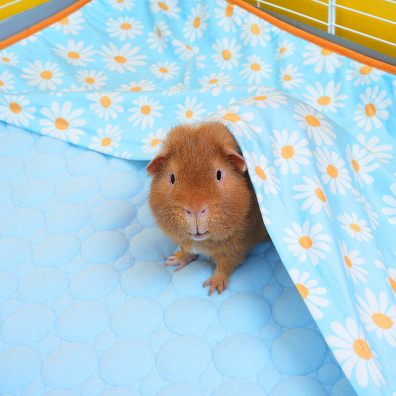 Lot de 2 Tapis Polaires Premium pour Cochons d’Inde | Marguerite