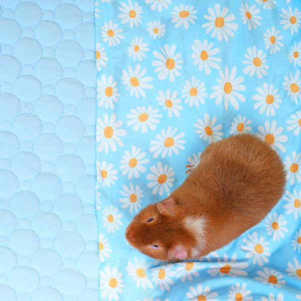 Tapis Polaire Premium pour Cochons d’Inde | Marguerite