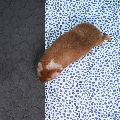 Tapis Polaire Premium pour Cochons d’Inde | Dalmatien