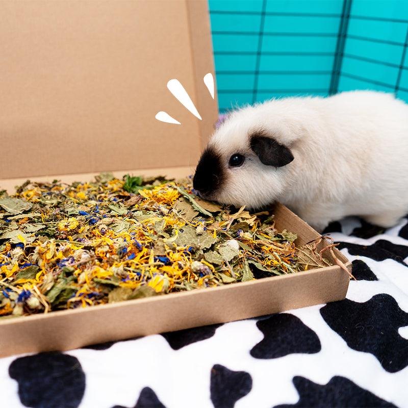 la boîte plateau de fourrage pour petits animaux de la marque Kavee ouverte dans une cage sur un tapis noir et blanc avec un cochon d'inde qui picore la verdure et les fleurs dans la boîte