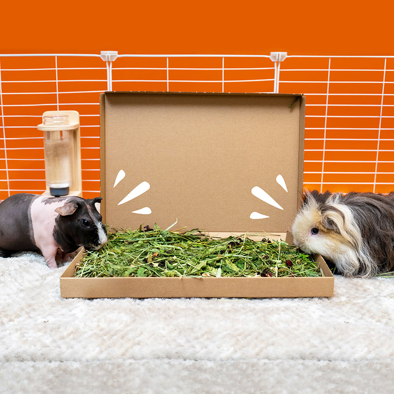 la boîte plateau de fourrage pour petits animaux de la marque Kavee ouverte dans une cage sur un tapis gris avec deux cochons d'inde picorant la verdure du fourrage, le tout sur un fond orange